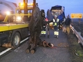 Lószállító kisbusz balesete miatt félpályás útzár az M5-ösön