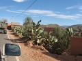 Út menti kaktuszok nagy tüskékkel