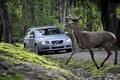 Vaddal való ütközés elleni technológiát fejleszt a Volvo