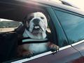Minden harmadik autós helytelenül szállítja a kutyáját, a biztosítók akár el is utasíthatják az esetleges kárigényt