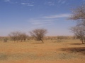 Niger, szavanna